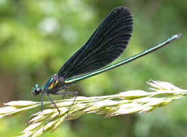 Ebony Jewelwing